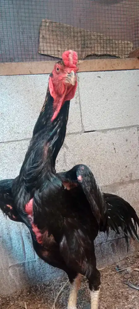 Ayam  Oshamo Jantan Eropa