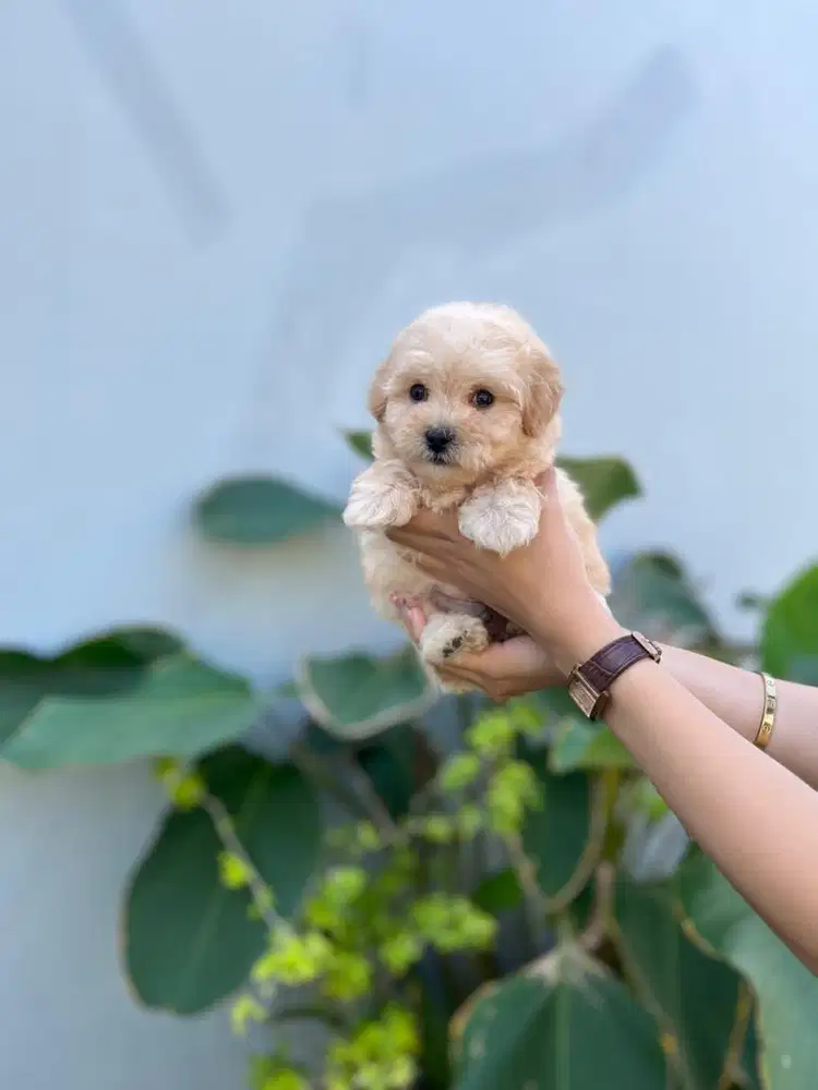 Toy poodle apricot jantan