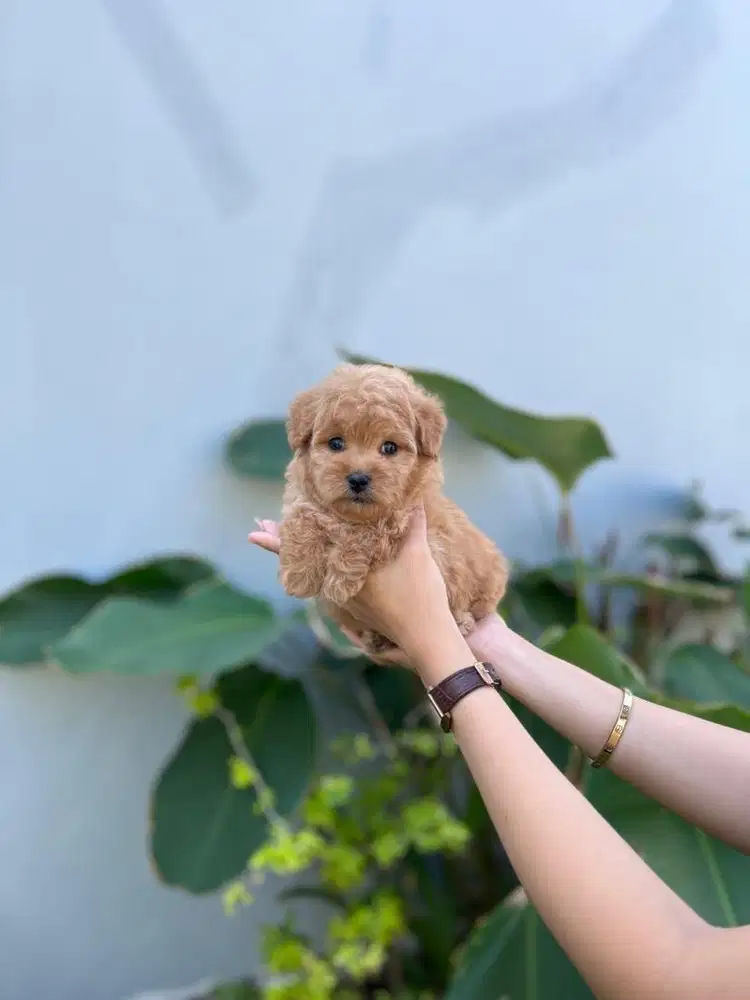Toy poodle brown jantan