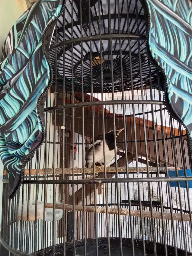 Jual burung jalak suren fullsett