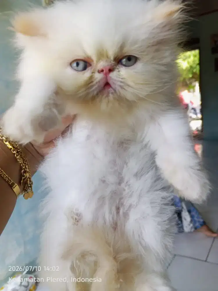 Kucing Persia Pesek Lucu