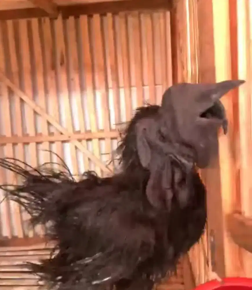 Ayam cemani jago lidah hitam
