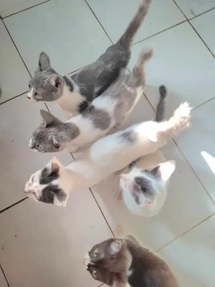 Lepas Adop anakan Kucing Mixdom