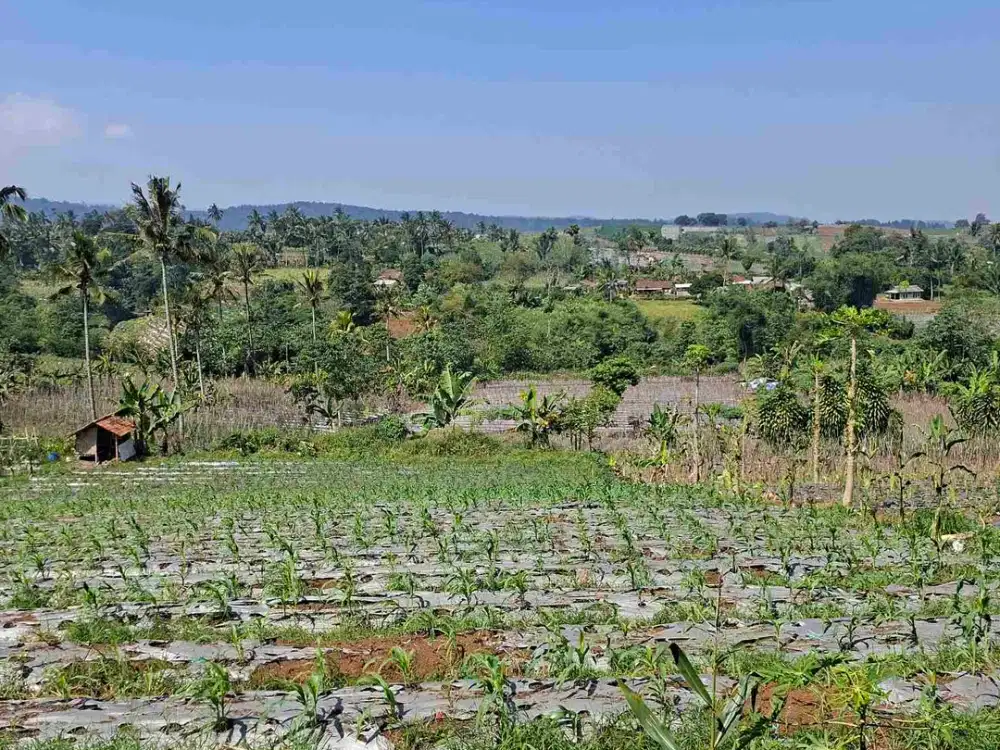 Di jual tanah darat dekat mmc len .hanya  3 km dari ekit tol lido ,Akes jln Beaar dan bagus