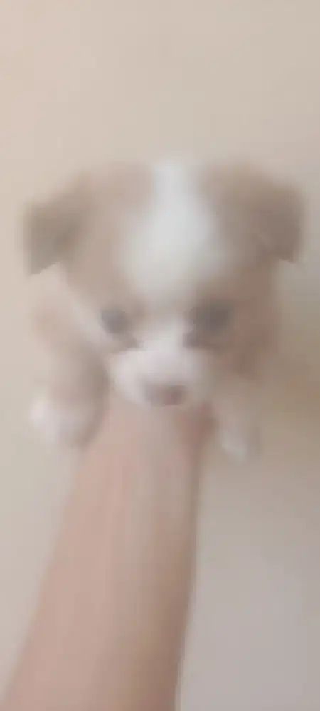 Anak anjing corgi mix pom 1 bulan