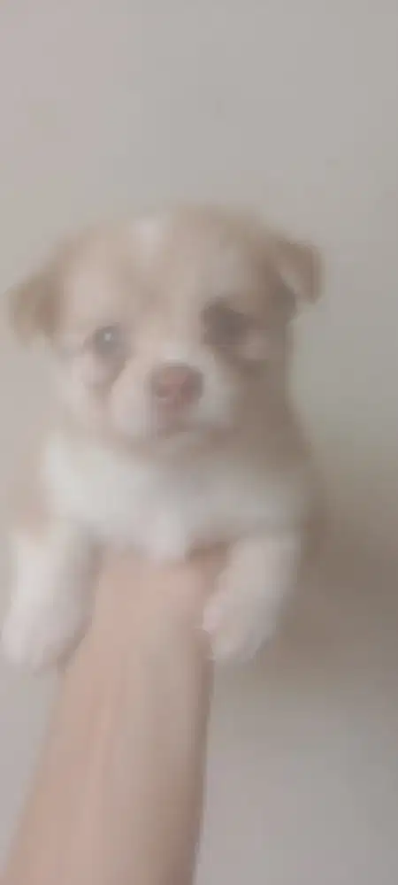 Anak anjing corgi mix pom 2 bulanan
