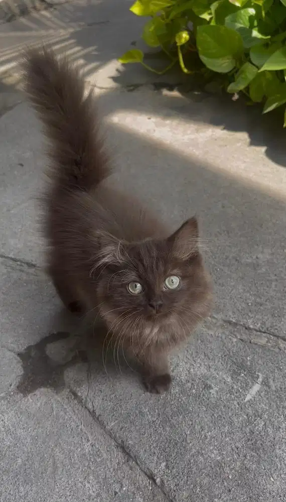 chocolate longhair