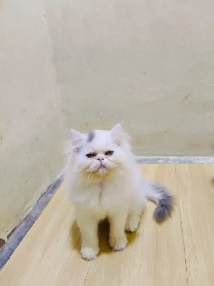 Persia Peaknose