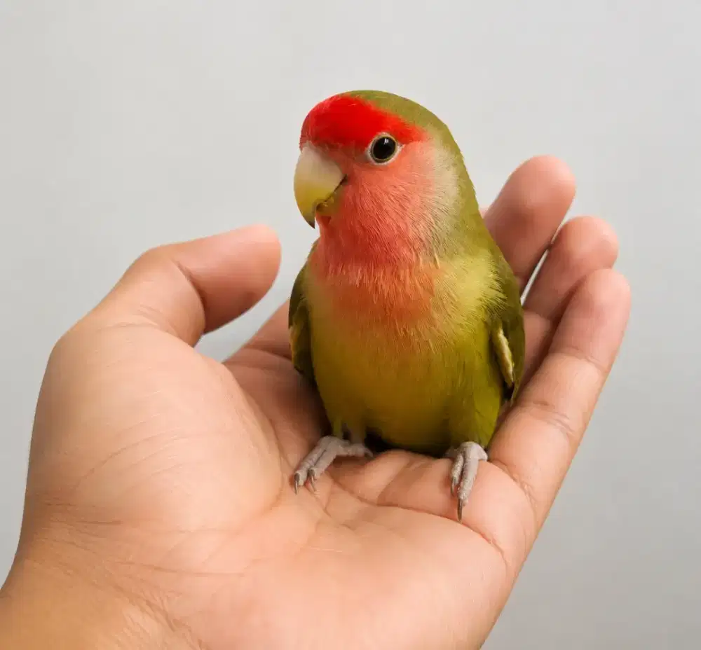 Lovebird NK Jinak FTM Boomerang Ngoceh Dewasa