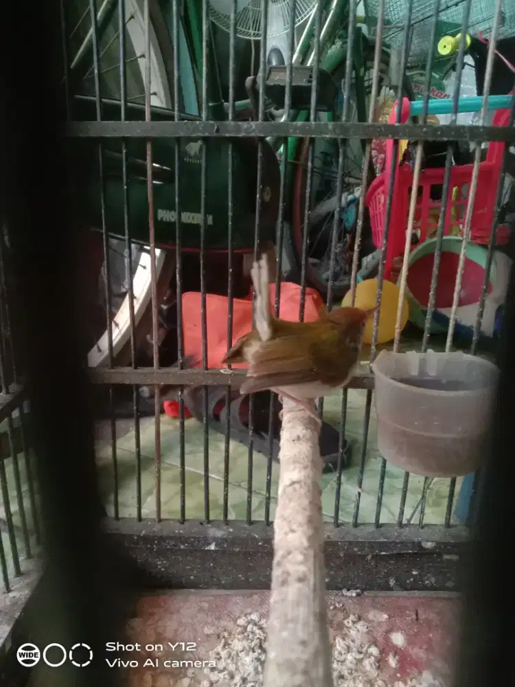 jual burung prenjak emas jantan bunyi jual fullset