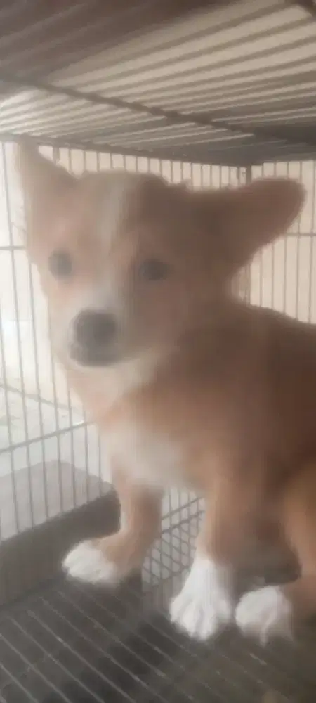 Corgi mix pom 6 bulan
