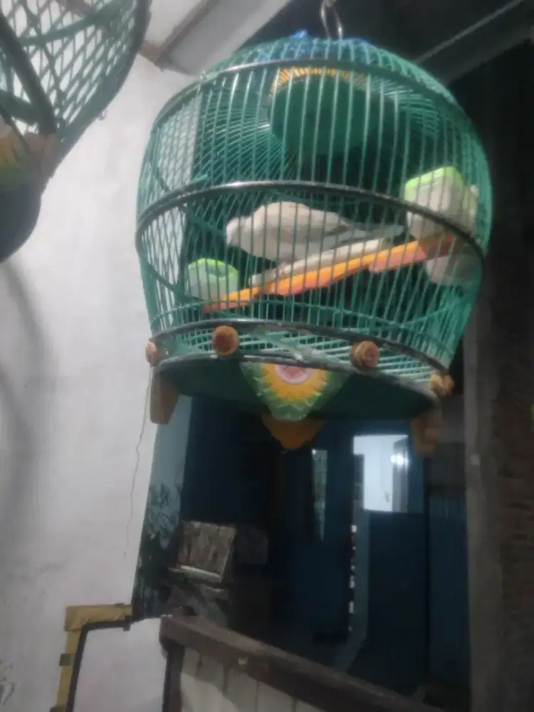 Burung puter pelung