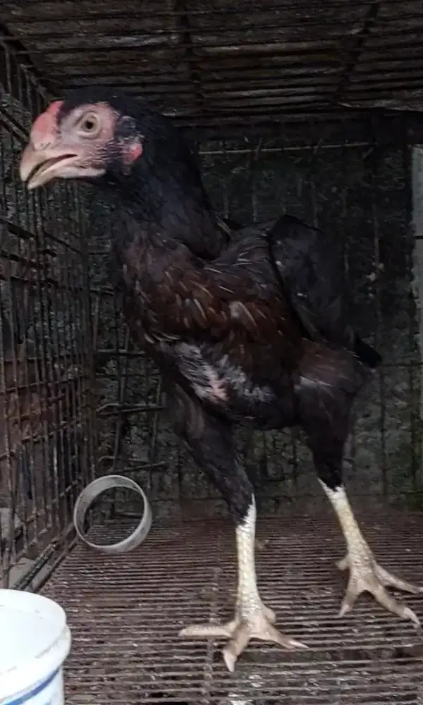 Ayam Betina Muda Aseel Parot