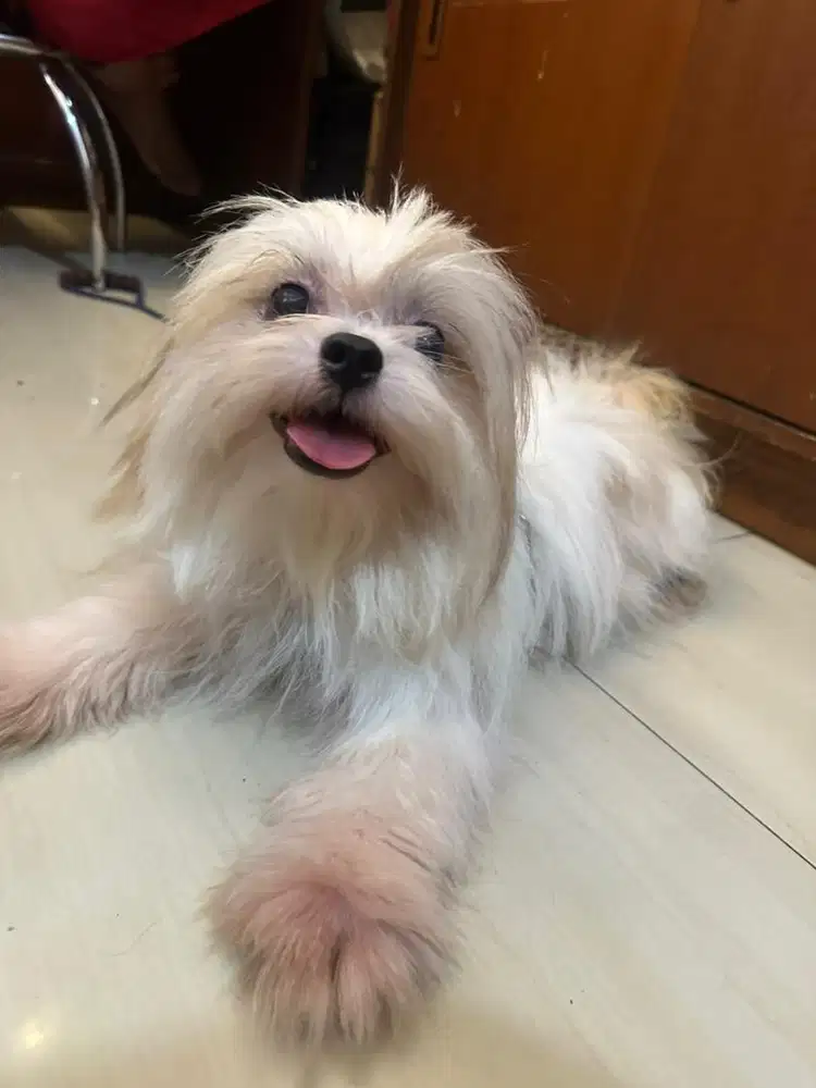 Jual shitzu betina