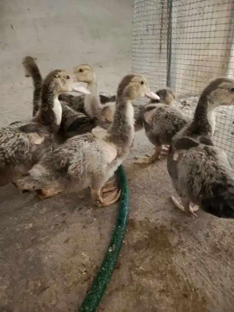 Anak bebek jumbo/rambon 7 ekor