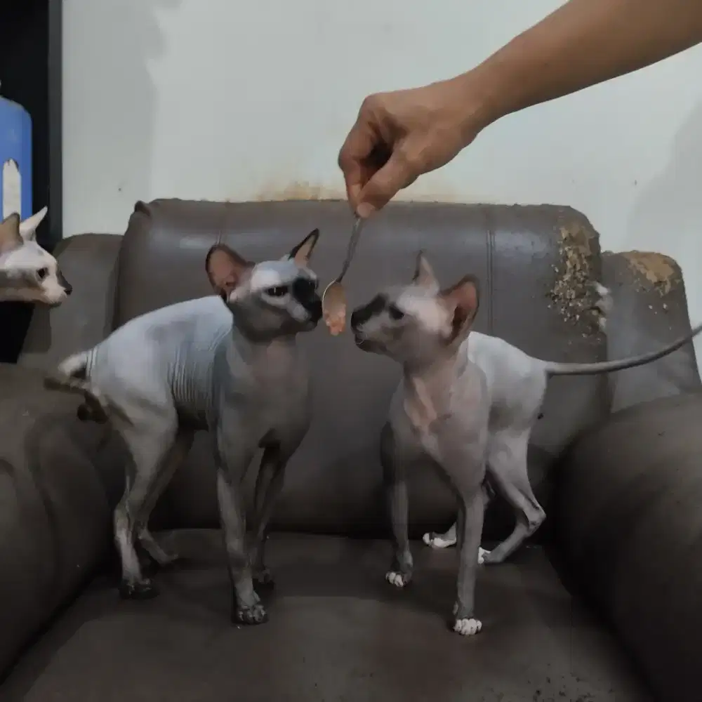 Kucing Sphynx dan Elf Anakan Sendiri