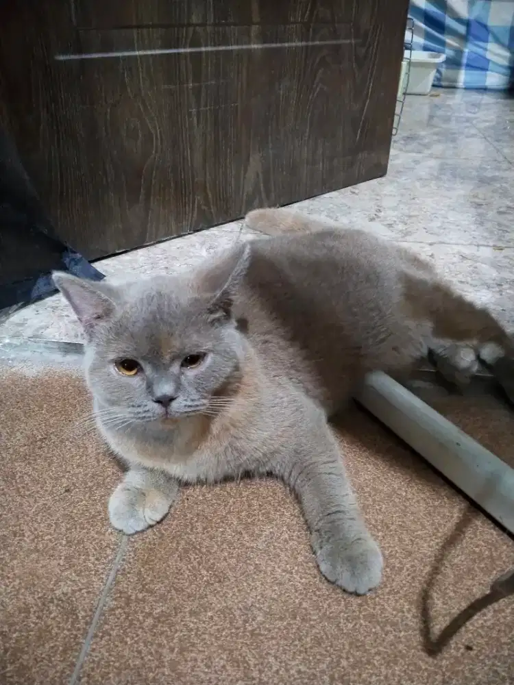 KUCING BSH British short hair