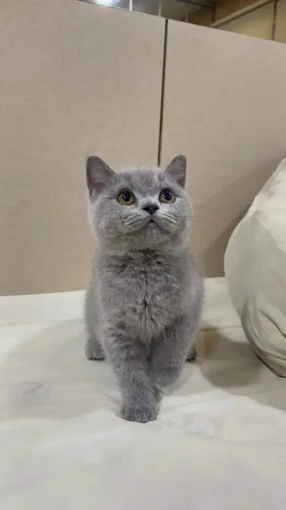 BSH British Shorthair Betina Blue