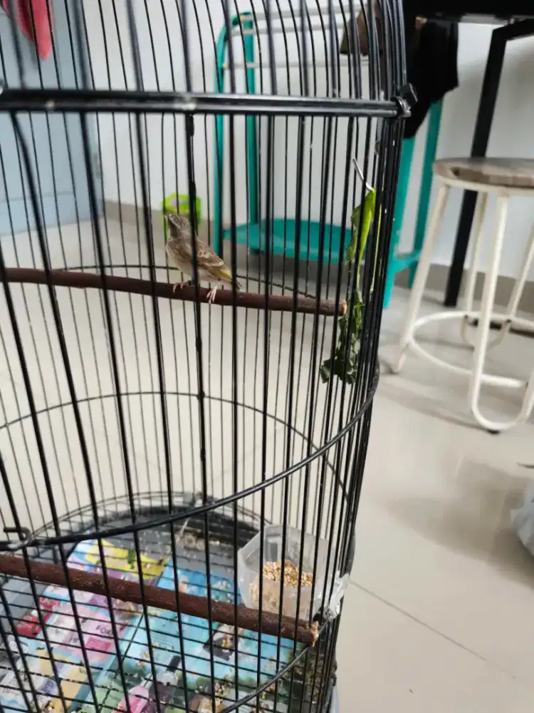 Burung blackstroat usia 7 bulanan udh mulai ngelor fullset