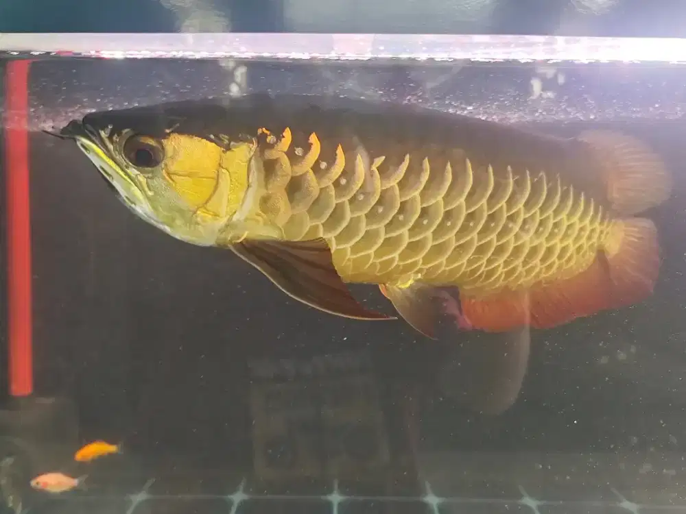 Golden Red kurleb 40cm