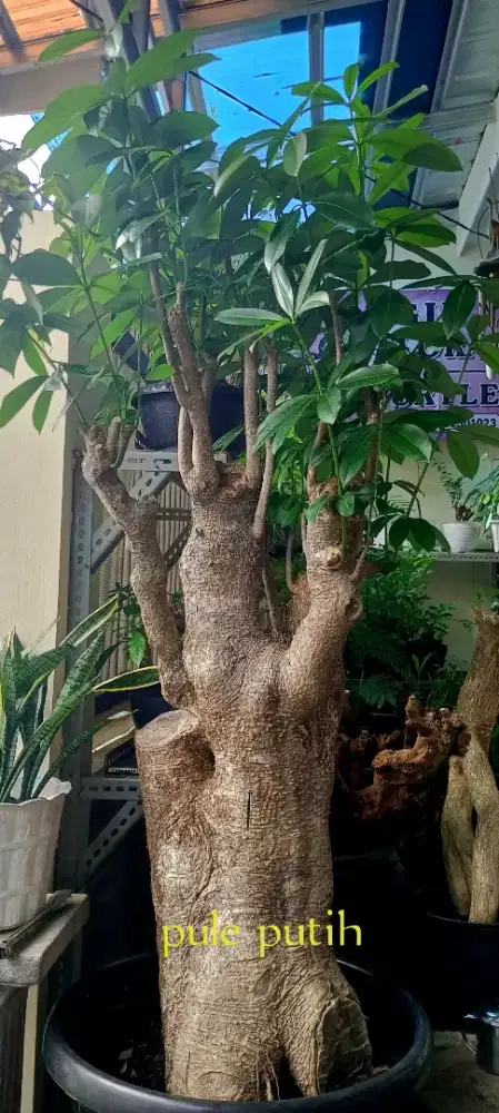 Pohon pule putih jumbo
