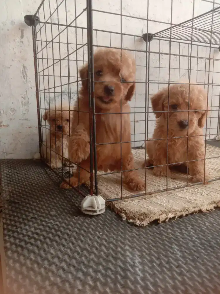Borongan 3 anakan poodle jantan 1.5 bln