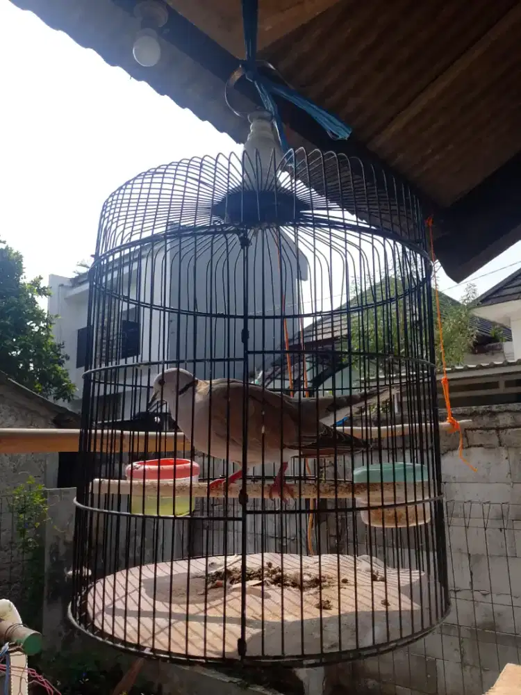 Burung puter + kandang