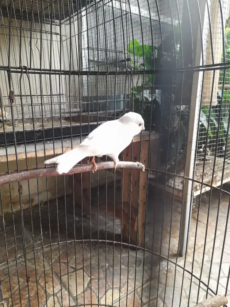 Kenari anggep ja betina