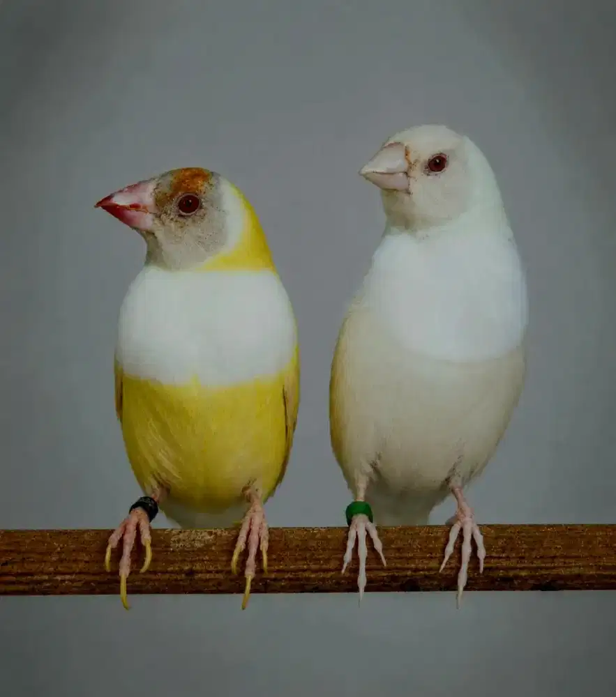 Burung Hias Gould Amadine
