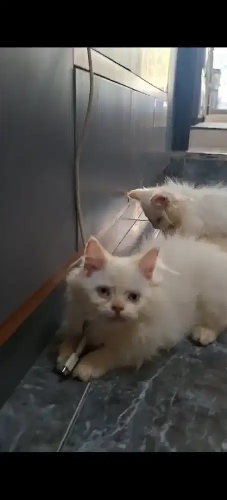 Kitten Himalaya