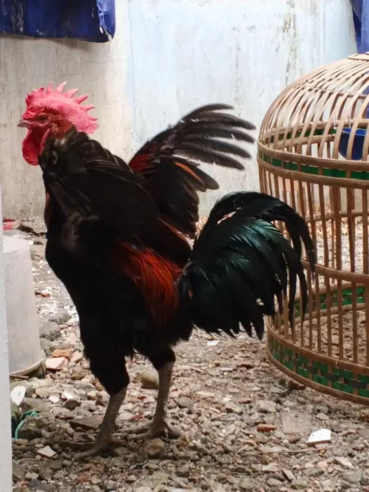 Ayam pelung jantan
