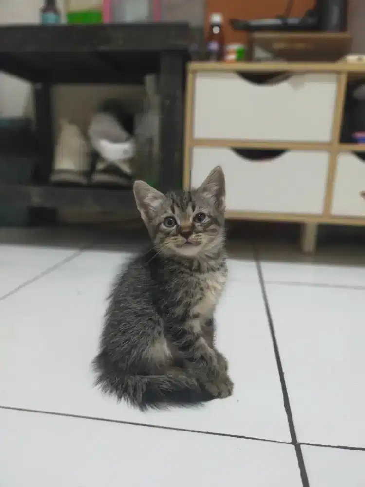 kitten persia lucu