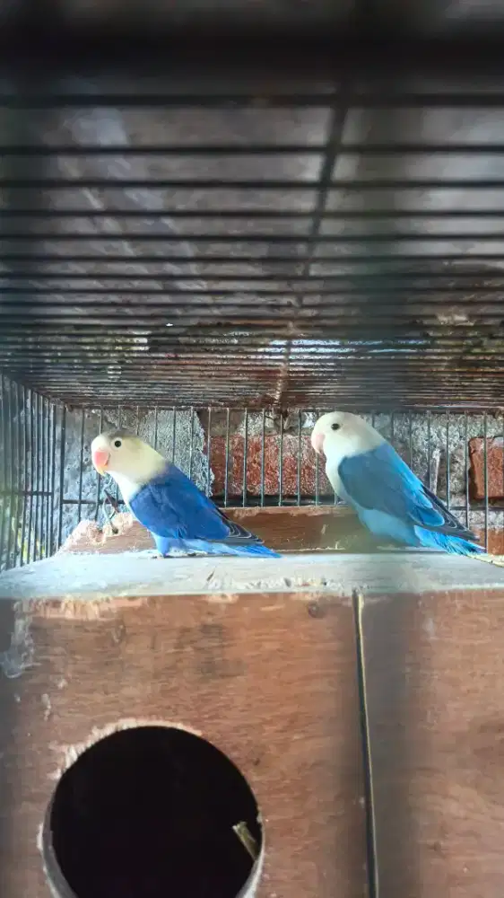 Lovebird mewah big