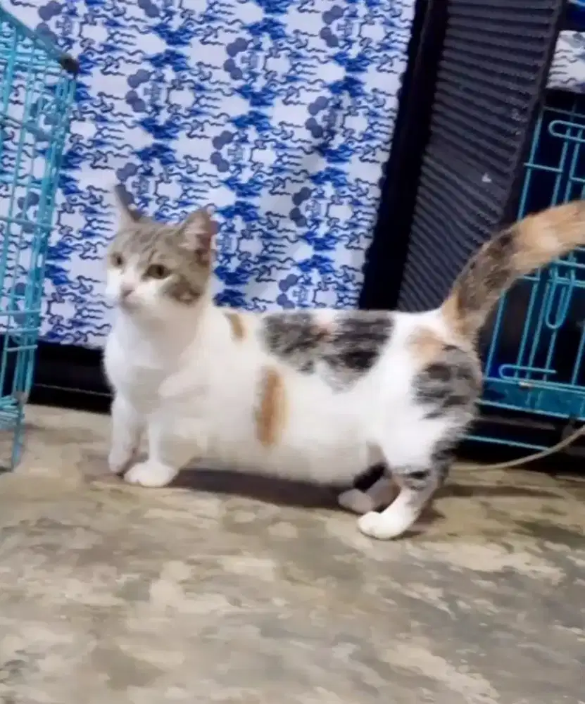 Indukan Munchkin hamil
