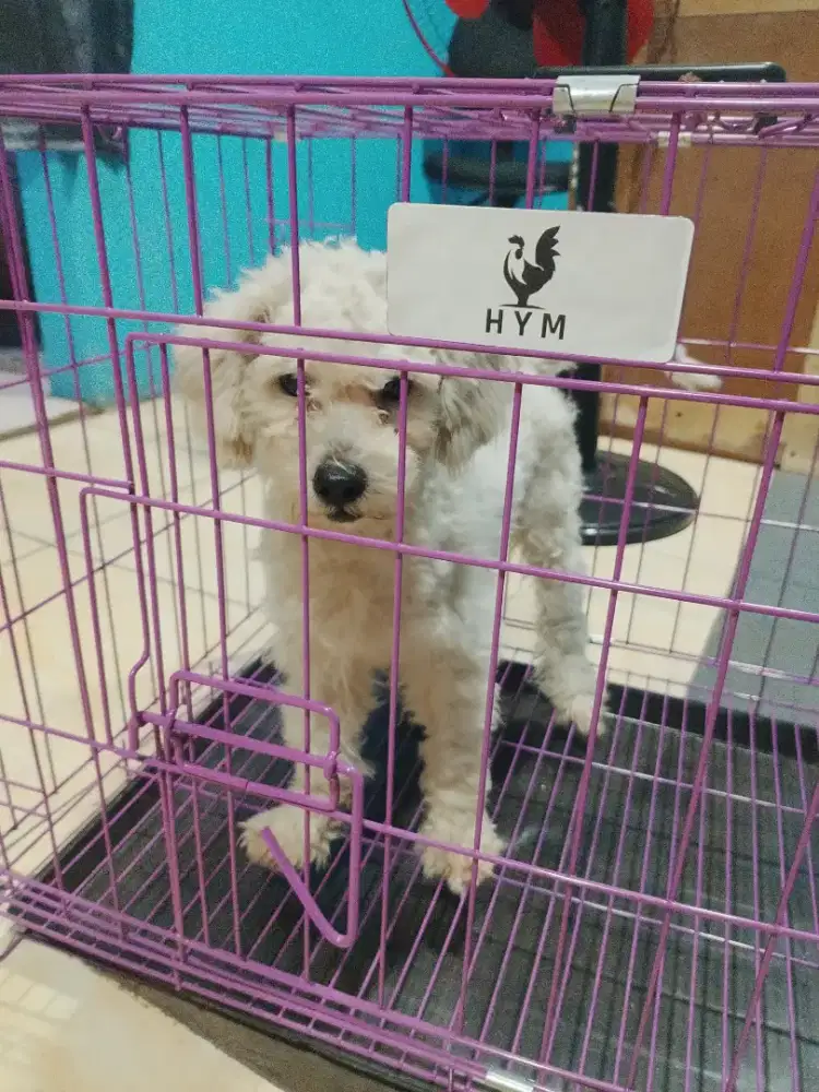 Anjing poodle putih