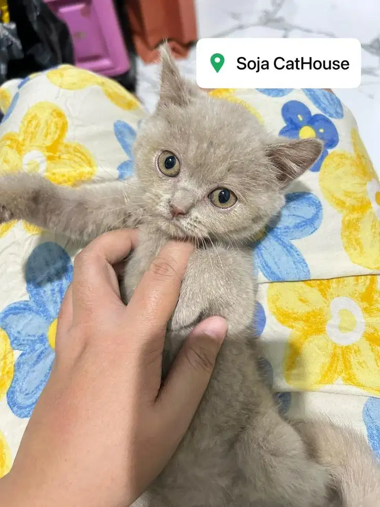 Kucing BSH Lilac Betina