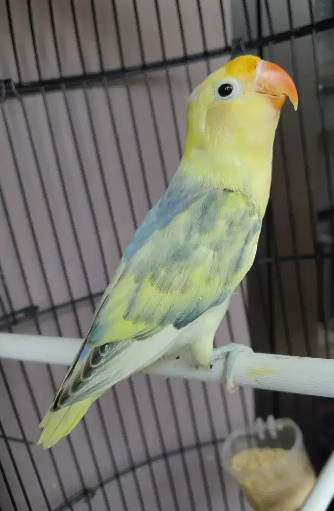 Lovebird pb pied brolok