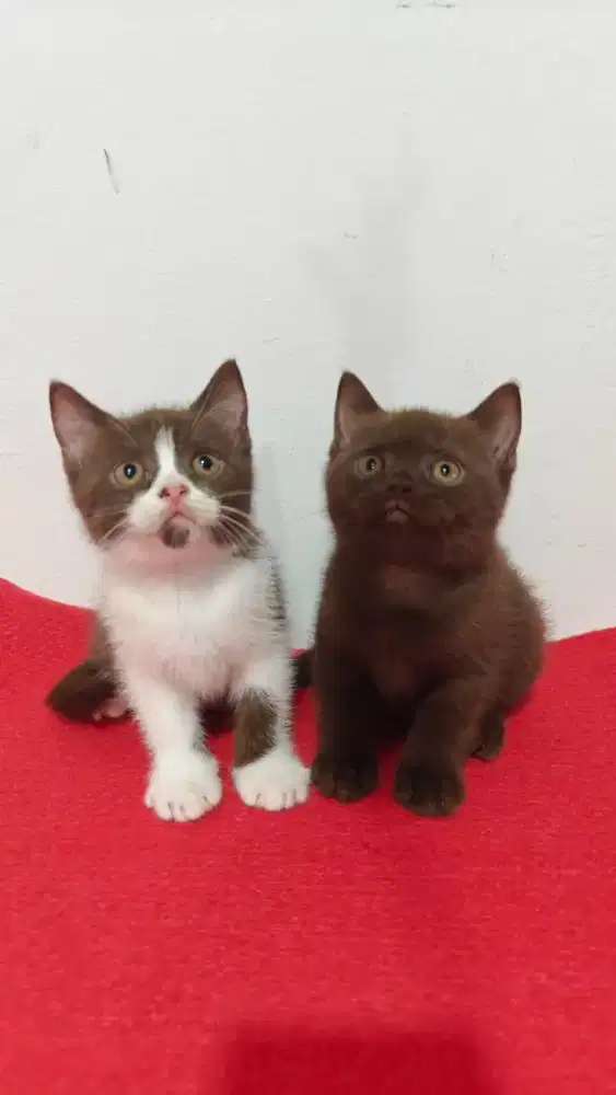 Kucing Bsh british shorthair