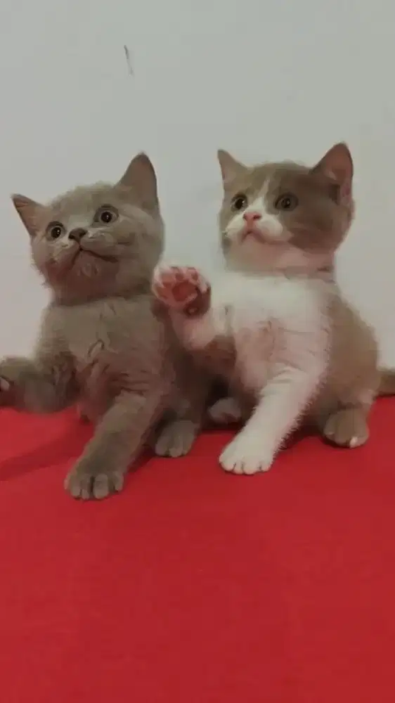 Kucing Bsh british shorthair