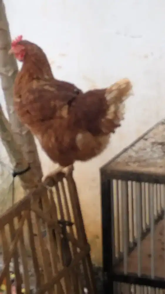 Ayam petelur Dijual semua