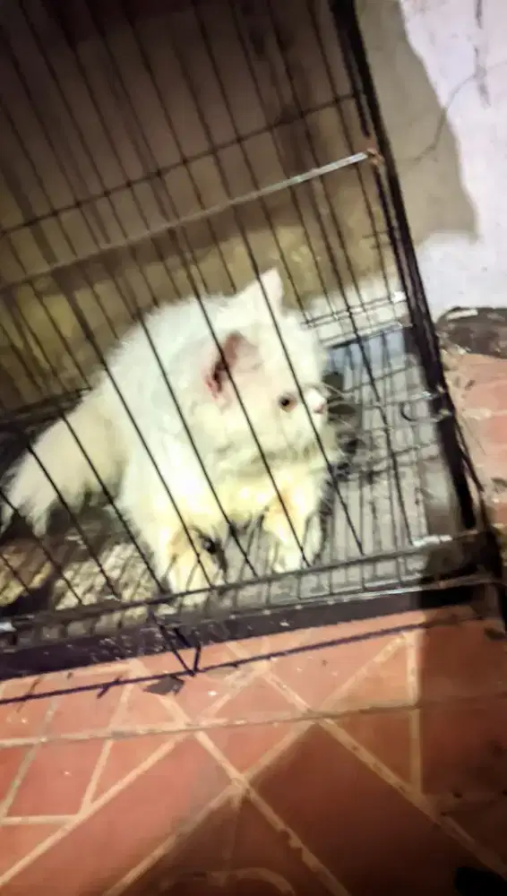DIJUAL KUCING ANGGORA YANG MAU BISA DM