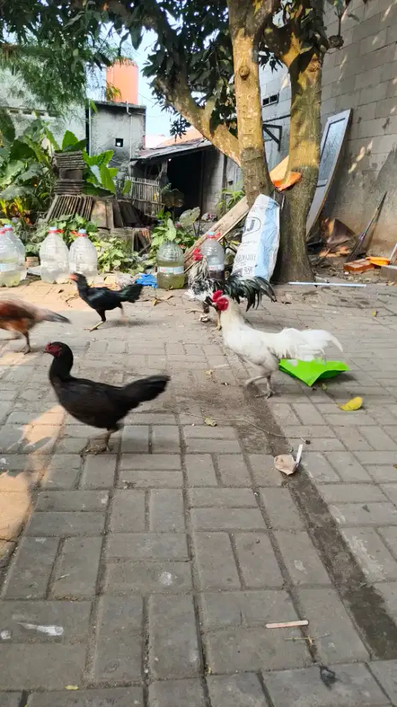 Ayam kampung, bangkok, pama