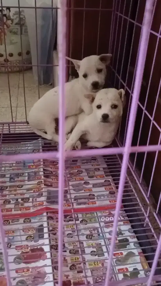 Anak Anjing Lucu