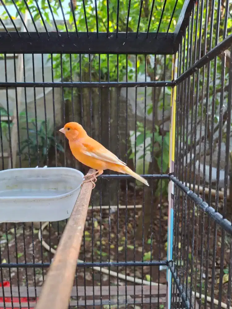 Burung Kenari Betina
