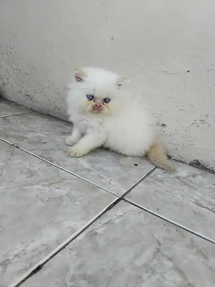 Kucing persia flatnose