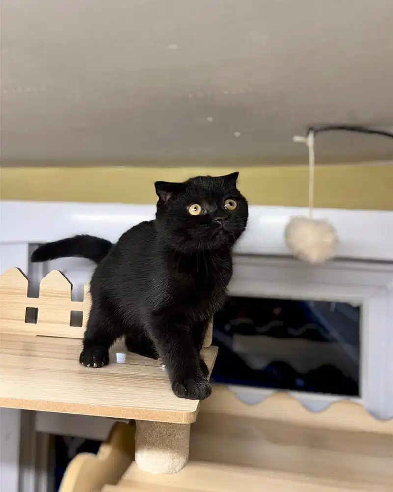 Kucing scottish single fold black solid