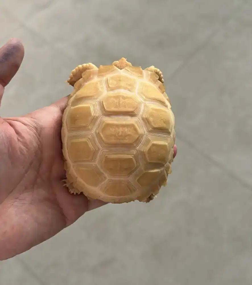 kura darat sulcata albino 8,5-9cm
