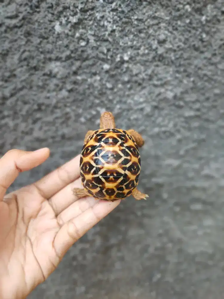 kura darat Indian star size 5,5cm