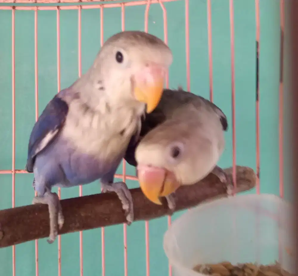 Sepasang lovebird cantik