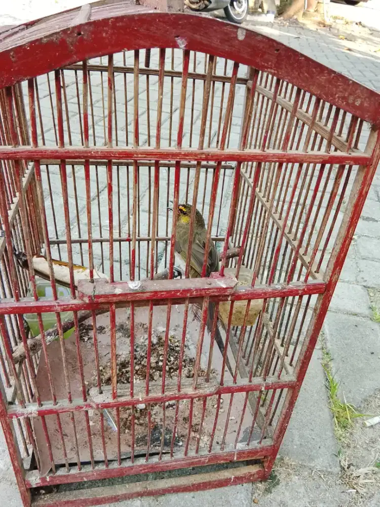 Jual burung cak willis